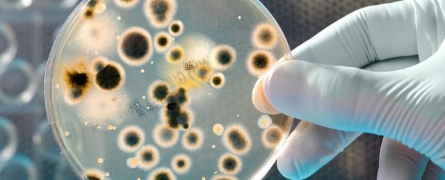 NewBacteria_web_1024.jpg