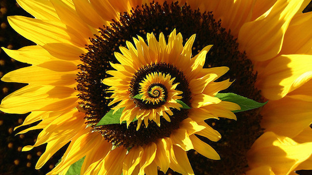 sunflower_620.jpg